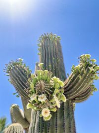 Low angle view of succulent plant against blue sky