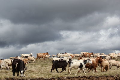 Horses grazing on grassy field