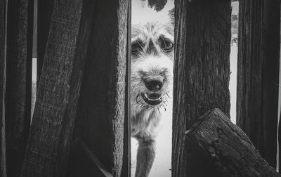 Portrait of dog peeking through wooden fence