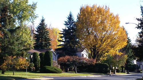Trees in park