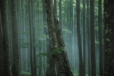 Pine trees in forest