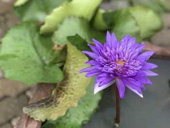 Close-up of purple flowering plant