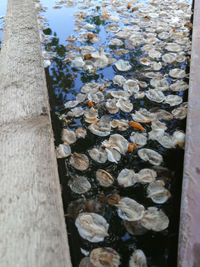 High angle view of leaves in lake