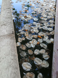 High angle view of leaves in lake