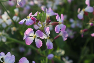 Close-up of pink flowering plant