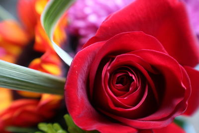 Close-up of red rose