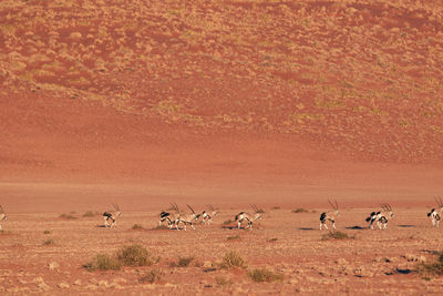 Herd of oryx in the namib desert