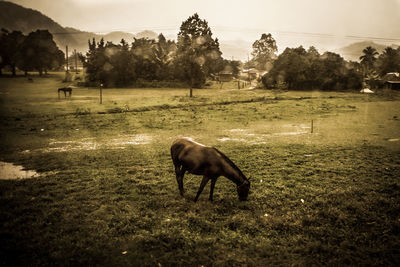 Horse on field against sky