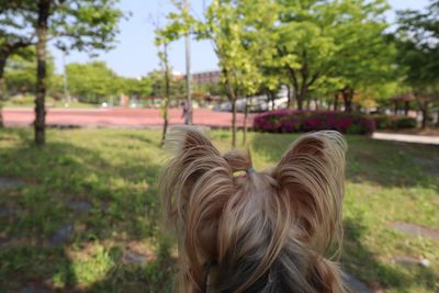 View of a dog on field