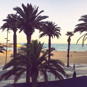 Palm trees on beach against clear sky