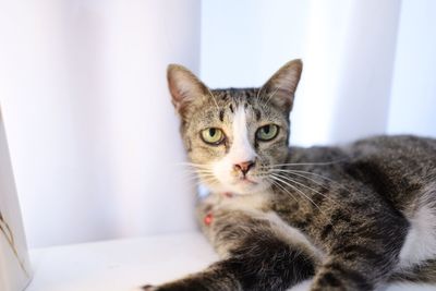 Close-up portrait of a cat at home