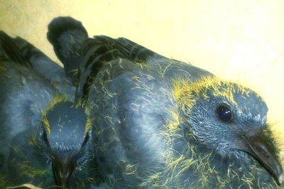 Close-up of lizard on white surface