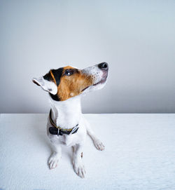 Close-up of a dog looking away