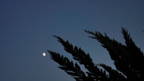 Low angle view of trees against blue sky