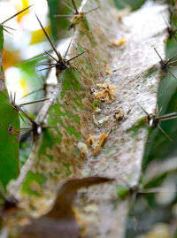 Close-up of spider on web