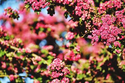 Close-up of pink flowering plant