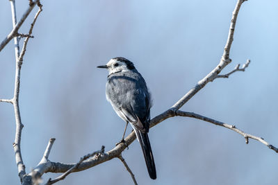 Low angle view of bird perching on branch