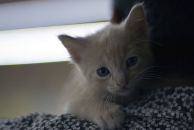 Close-up of a cat