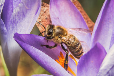 Close-up of bee pollinating on purple flower