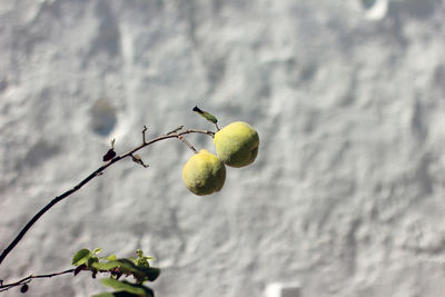 Close up of two quits hanging on branch