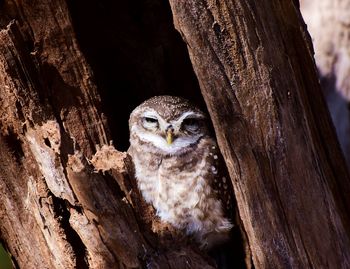 Close-up of owl perching on tree trunk