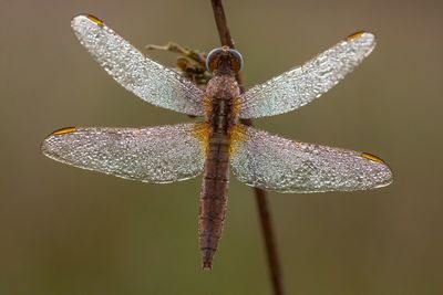 Close-up of wet dragonfly on twig
