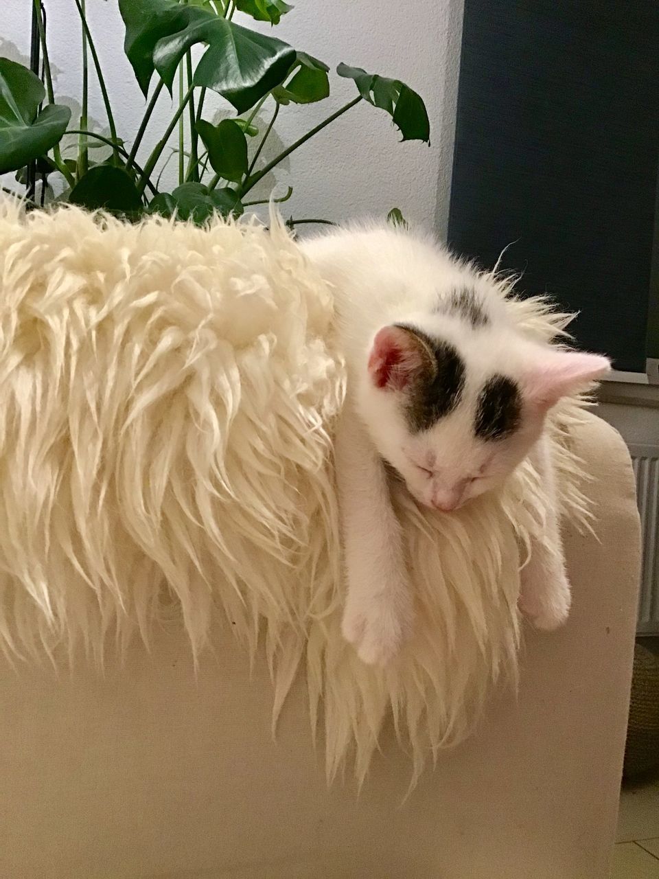 WHITE CAT LYING ON A HOME