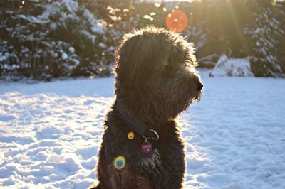 Tibetan terrier dogs on snow