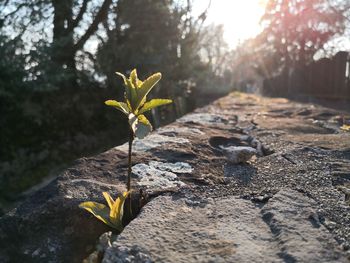 Close-up of yellow flowering plant