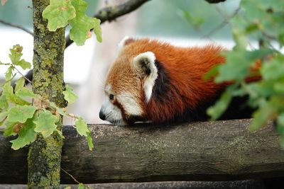 View of a sleeping red panda