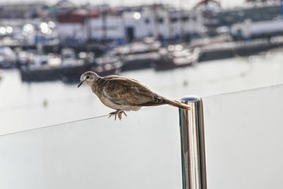 Bird perching on a railing