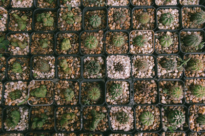 Cactus plant leaves background