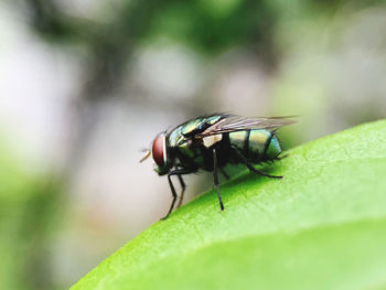 Close-up of fly on leaf