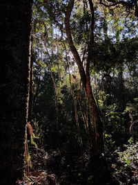 Low angle view of trees in forest