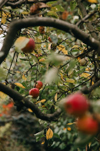 Close-up of tree