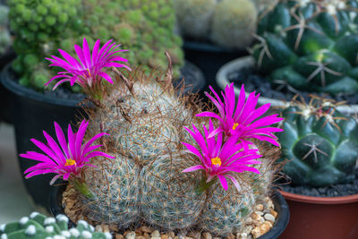 Close-up of pink flowering plant