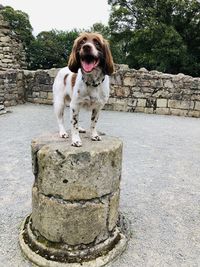 Portrait of dog standing on rock against wall