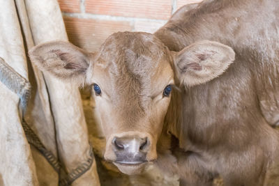 Close-up of goat