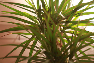 Close-up of pine tree