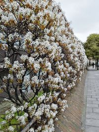 Low angle view of flower tree against sky