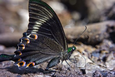 Close-up of butterfly