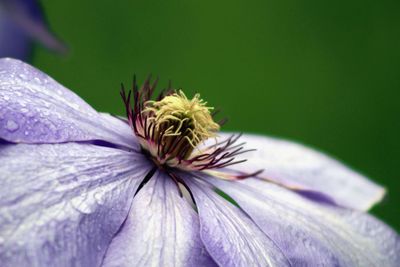 Close-up of passion flower blooming outdoors