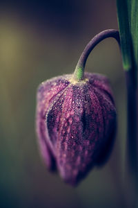 Close-up of purple flower growing on plant