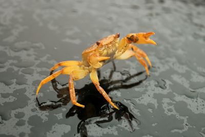 Close-up of crab on beach