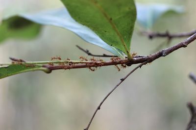 Close-up of a plant