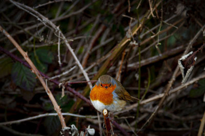 Close-up of a bird perching on branch