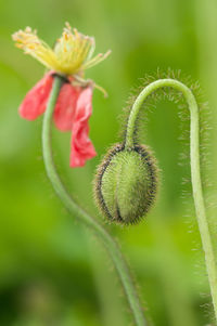 Close-up of flower buds