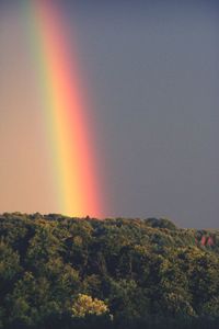 Rainbow over trees against sky