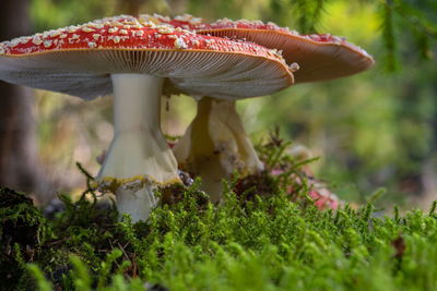 Close-up of mushroom growing on field