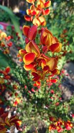 Close-up of red flowering plants